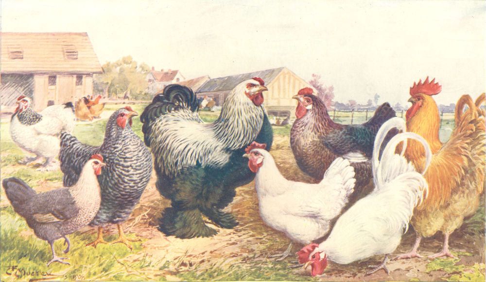 POULTRY BREEDS.Light,Dark Brahma;Breckel;Bresse;Buff Orpington;Barn Door 1912